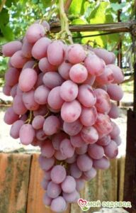 Виноград Тайфи розовый в Кунгуре
