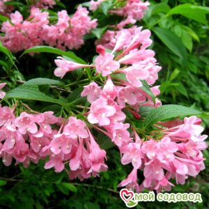 Вейгела цветущая “Розеа” в Кунгуре