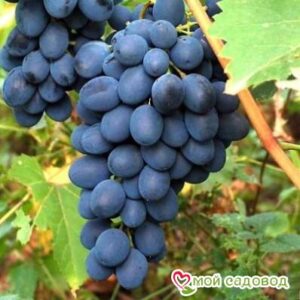 Ароматный и сладкий виноград “Августа” в Кунгуре