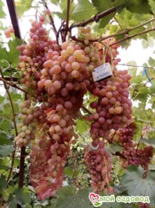 Виноград Лучистый в Кунгуре