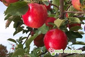 Яблоня Джонаголд в Кунгуре