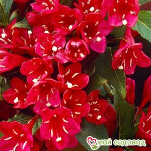 Вейгела цветущая “Ред Принц” в Кунгуре