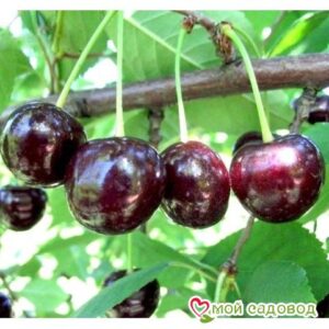 Саженцы вишни – Чудо-вишня в Кунгуре