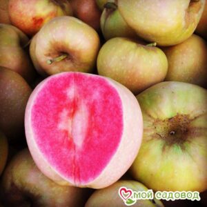 Яблоня Розовый жемчуг в Кунгуре