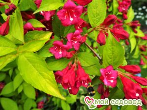 Вейгела цветущая “Рубидор” в Кунгуре