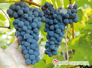 Виноград Амурский синий в Кунгуре