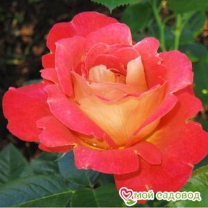 Роза Декор Арлекин в Кунгуре