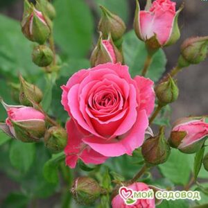 Роза Спрей розовый в Кунгуре