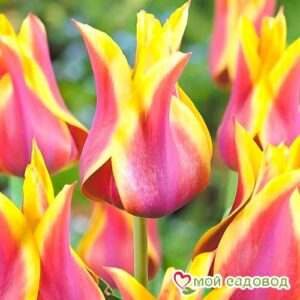 Тюльпан лилиецветный Баллада Дрим в Кунгуре