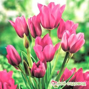Тюльпан многоцветковый Пурпл Букет в Кунгуре