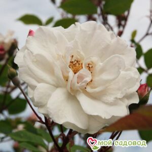 Роза Белый каскад в Кунгуре