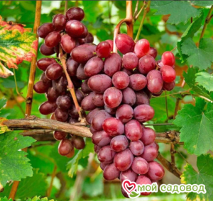 Виноград Виктория винная в Кунгуре