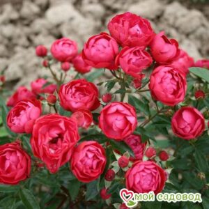 Роза полиантовая Морздаг Ред (Morsdag Red) в Кунгуре